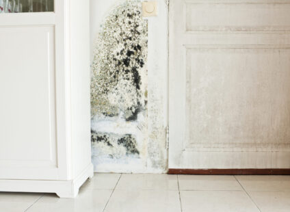 How to Find the Right Mold Removal Service in Winchester