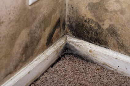 Is Professional Mold Removal Worth It for Winchester Homeowners?
