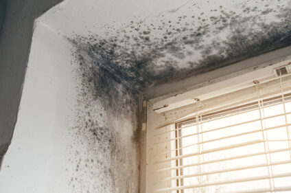 Warning Signs You Need a Mold Remediation Service in Winchester